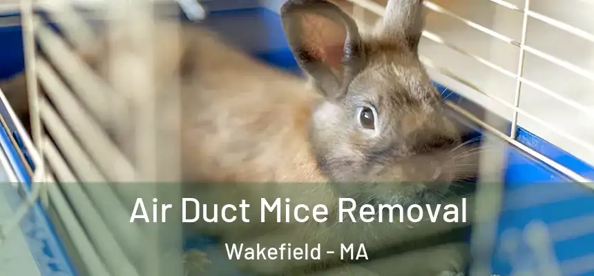  Air Duct Mice Removal Wakefield - MA